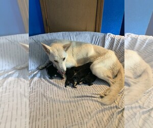 Mother of the German Shepherd Dog puppies born on 08/29/2021