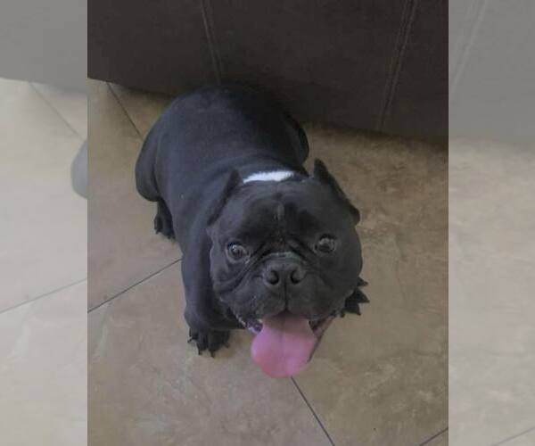 Medium Photo #1 Free-Lance Bulldog Puppy For Sale in phoenix, AZ, USA