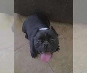 Free-Lance Bulldog Dogs for adoption in phoenix, AZ, USA