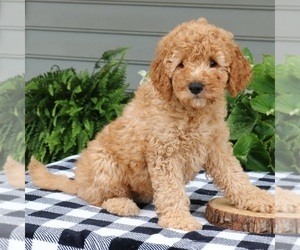 Goldendoodle (Miniature) Puppy for Sale in NARVON, Pennsylvania USA