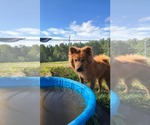 Small #2 Chow Chow Mix