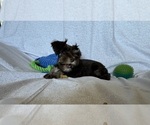 Small #10 Schnauzer (Miniature)