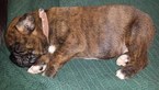 Small Photo #1 Boxer Puppy For Sale in TROY, VA, USA