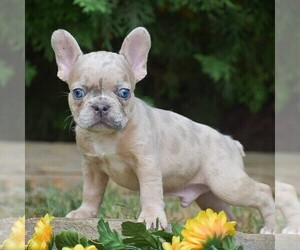 French Bulldog Puppy for sale in QUARRYVILLE, PA, USA