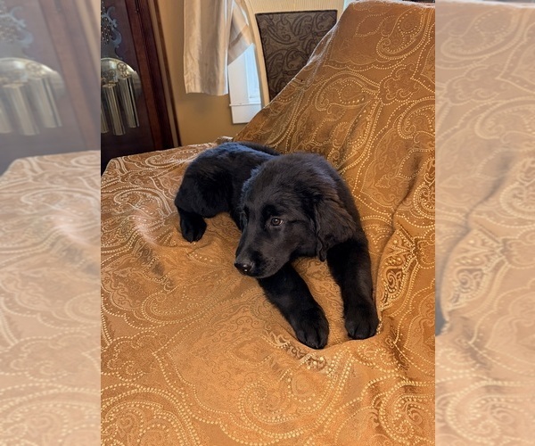 Medium Photo #21 Flat Coated Retriever Puppy For Sale in ROSE HILL, KS, USA