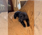 Small #20 Flat Coated Retriever