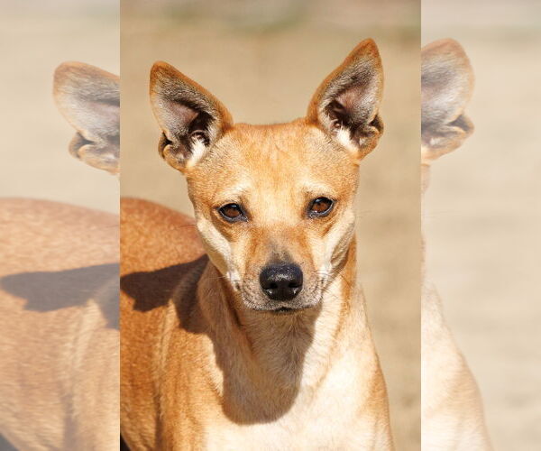 Medium Photo #2 Chihuahua-Unknown Mix Puppy For Sale in McKinney, TX, USA