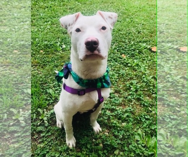 Medium Photo #6 American Staffordshire Terrier-Unknown Mix Puppy For Sale in Arlington, VA, USA