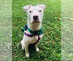 Small #5 American Staffordshire Terrier Mix