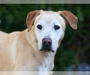 Labrador Retriever-Unknown Mix Dogs for adoption in Tavares, FL, USA