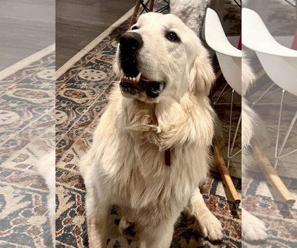 Medium Photo #2 Great Pyrenees Puppy For Sale in Spring, TX, USA
