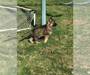 German Shepherd Dog Puppy for sale in EAST LYME, CT, USA