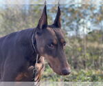 Small #1 Doberman Pinscher