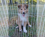 Puppy 1 Collie