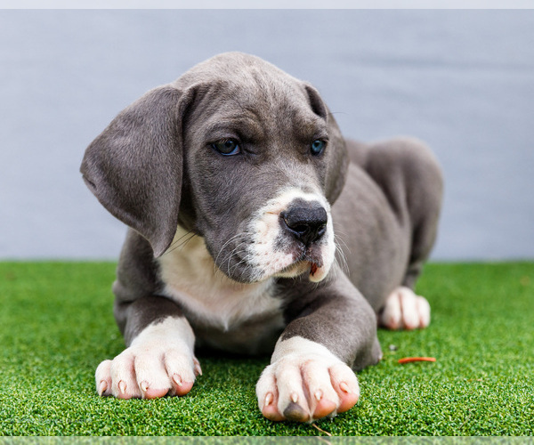 Medium Photo #114 Great Dane Puppy For Sale in WAKARUSA, IN, USA