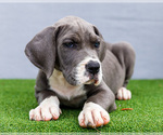 Small Photo #114 Great Dane Puppy For Sale in WAKARUSA, IN, USA