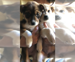 Boxer-Siberian Husky Mix Puppy for sale in SAN DIEGO, CA, USA