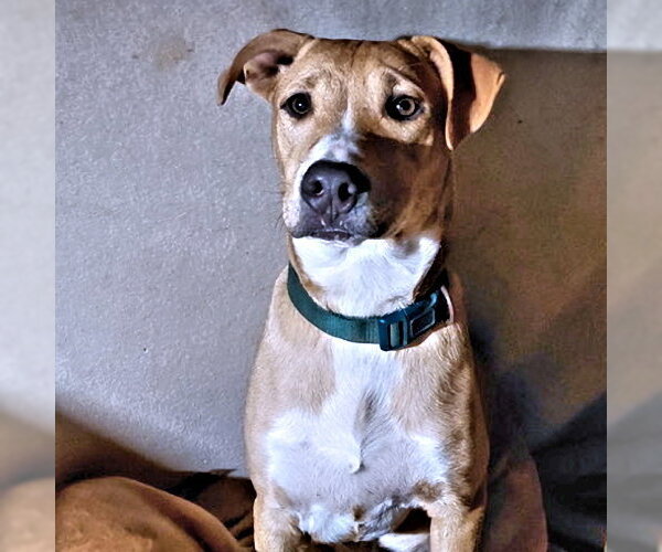 Medium Photo #1 Feist Terrier-Labrador Retriever Mix Puppy For Sale in Rutherfordton, NC, USA