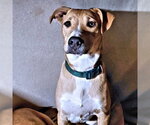Matthew - Male Feist Terrier-Labrador Retriever Mix Dog for Adoption - Small photo