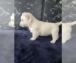 Small #4 West Highland White Terrier