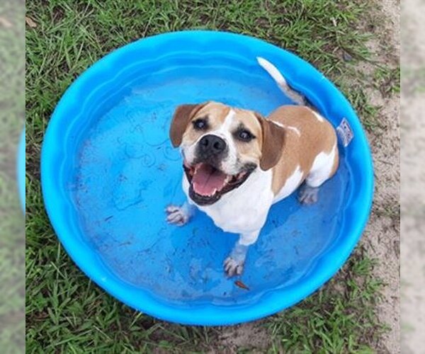 Medium Photo #1 Labrador Retriever Puppy For Sale in Green Cove Springs, FL, USA
