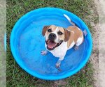 Small Photo #1 Labrador Retriever Puppy For Sale in Green Cove Springs, FL, USA