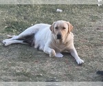 Small Photo #1 Labrador Retriever Puppy For Sale in WADDELL, AZ, USA