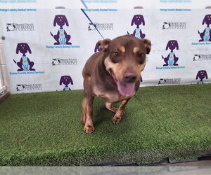 Labrador Retriever-Unknown Mix Dogs for adoption in Orlando, FL, USA