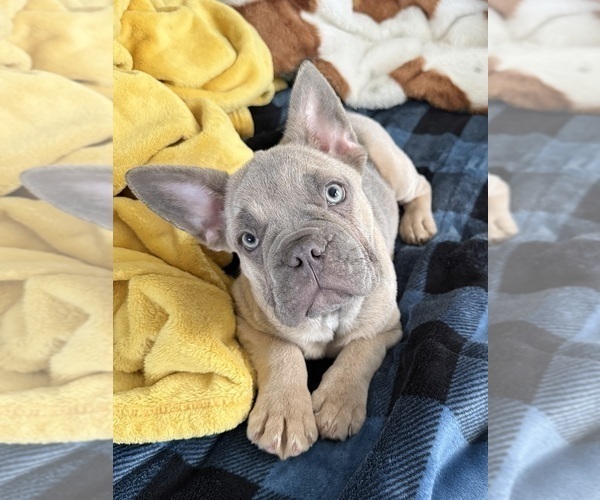 Medium Photo #3 French Bulldog Puppy For Sale in RIVERSIDE, NJ, USA