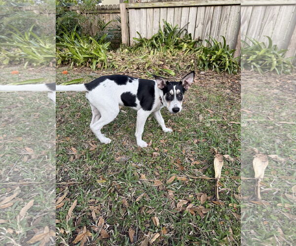 Medium Photo #2 Siberian Husky-Unknown Mix Puppy For Sale in Sanford, FL, USA