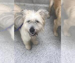 Cairn Terrier-Unknown Mix Dogs for adoption in Conroe, TX, USA