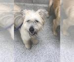 Small Cairn Terrier Mix