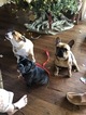 Small Photo #5 English Bulldog-French Bulldog Mix Puppy For Sale in PALM DESERT, CA, USA