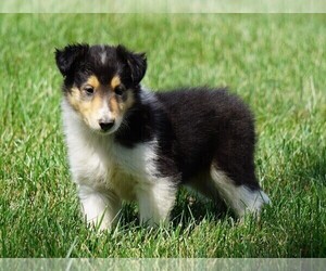 Collie Puppy for sale in FREDERICKSBG, OH, USA