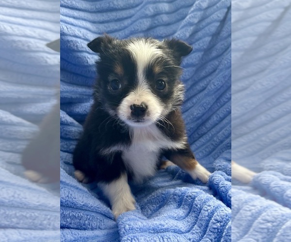 Medium Photo #3 Miniature Australian Shepherd-Rat Terrier Mix Puppy For Sale in FAIR HAVEN, MI, USA