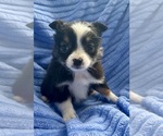 Small Photo #3 Miniature Australian Shepherd-Rat Terrier Mix Puppy For Sale in FAIR HAVEN, MI, USA
