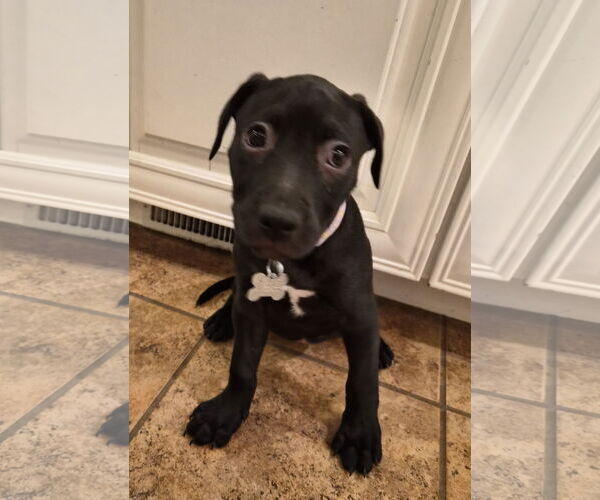 Medium Photo #5 American Pit Bull Terrier-Unknown Mix Puppy For Sale in Holly Springs, NC, USA