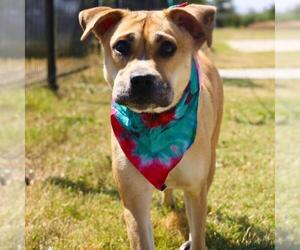 Shiba Inu-Unknown Mix Dogs for adoption in San Antonio, TX, USA