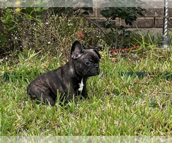 Medium Photo #1 French Bulldog Puppy For Sale in BELTON, TX, USA