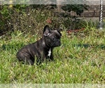 Small Photo #1 French Bulldog Puppy For Sale in BELTON, TX, USA