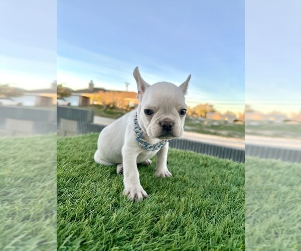 Medium Photo #10 French Bulldog Puppy For Sale in SALT LAKE CITY, UT, USA