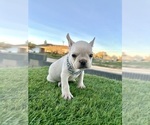 Small #9 French Bulldog
