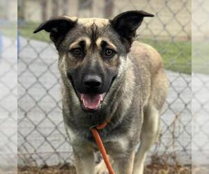German Shepherd Dog-Unknown Mix Dogs for adoption in Camarillo, CA, USA