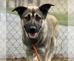 Small German Shepherd Dog Mix