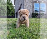 Small Chinese Shar-Pei