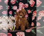 Small Photo #1 Poodle (Miniature) Puppy For Sale in NOTTINGHAM, PA, USA