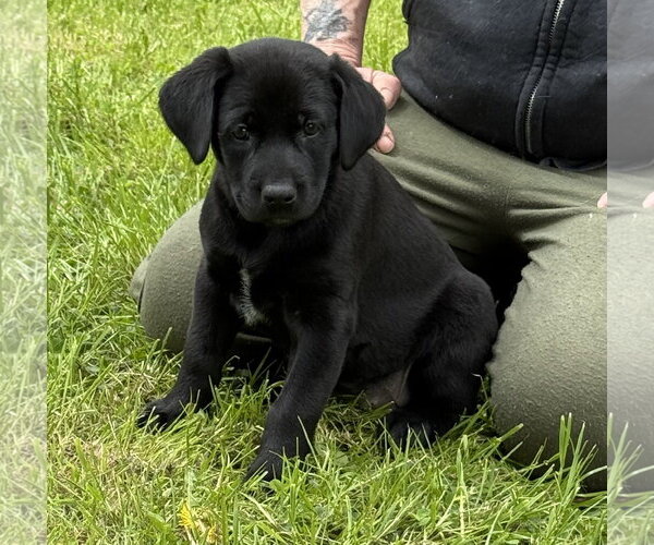 Medium Photo #8 Labrador Retriever-Unknown Mix Puppy For Sale in Stevens Point, WI, USA