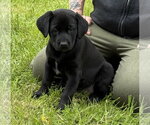 Small #7 Labrador Retriever Mix