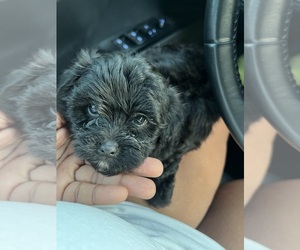 ShihPoo Puppy for sale in HOUSTON, TX, USA