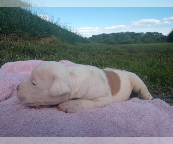 Medium Photo #2 American Bulldog Puppy For Sale in MILLS RIVER, NC, USA